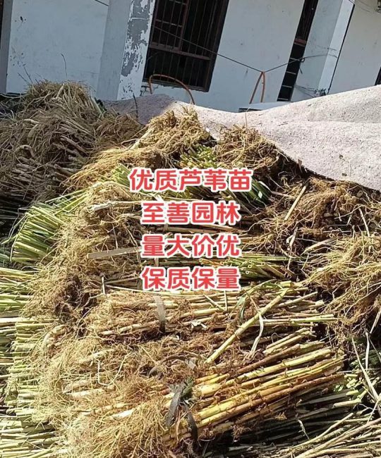 芦苇苗价格多少钱？2026年参考区间与挺水种植全指南