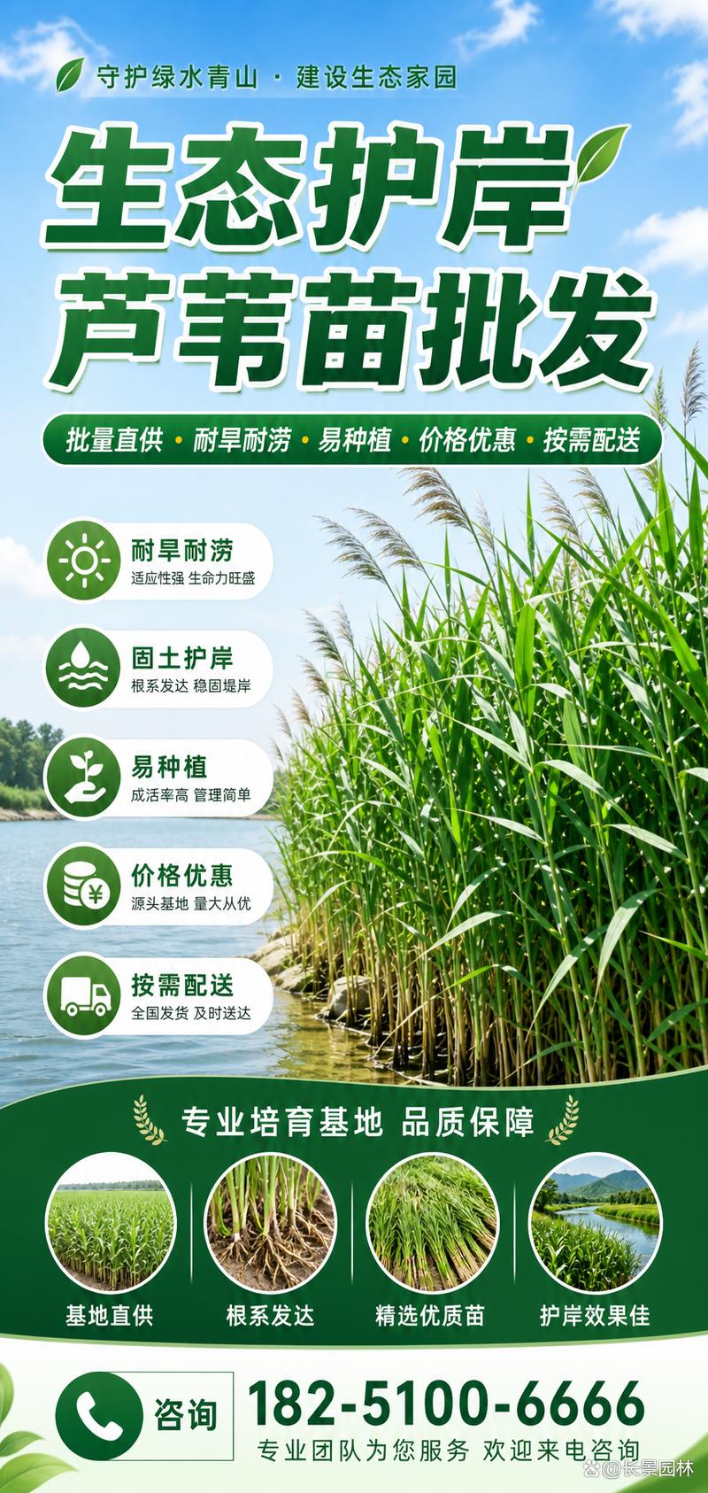 芦苇苗价格多少钱?2026年参考区间与挺水种植全指南 规格价格对照一览