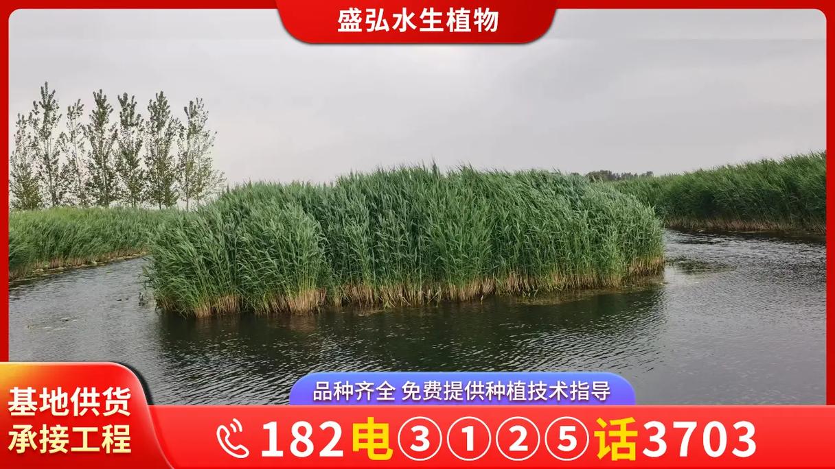 芦苇苗价格多少钱?2026年参考区间与挺水种植全指南 常见问题