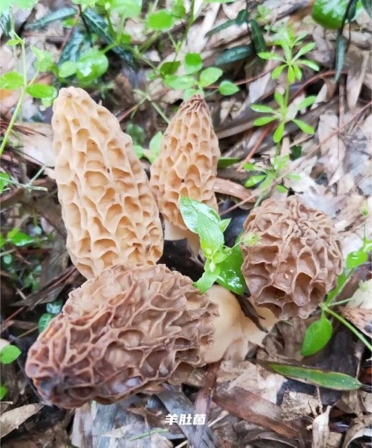 蘑菇家族有多大？聊聊自然界与园艺中的蘑菇种类