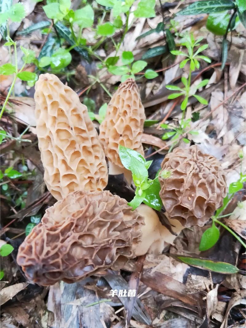 蘑菇家族有多大?聊聊自然界与园艺中的蘑菇种类 蘑菇家族有多大?聊聊自然界与园艺中的蘑菇种类