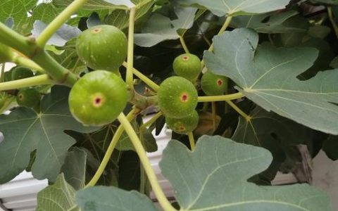 无花果挂果时间全解析：从品种到采收的精准指南