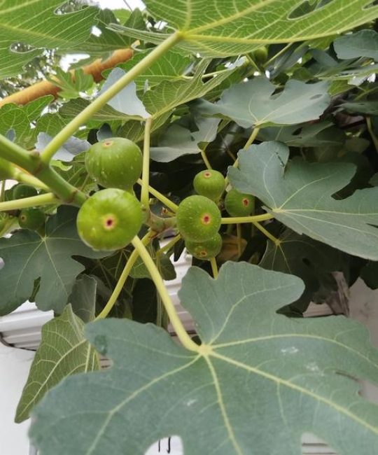 无花果挂果时间全解析：从品种到采收的精准指南
