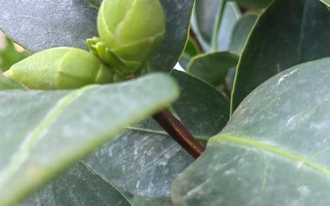 山茶花叶子常绿却迟迟不开花？用对光、水、肥三步催出满树花苞