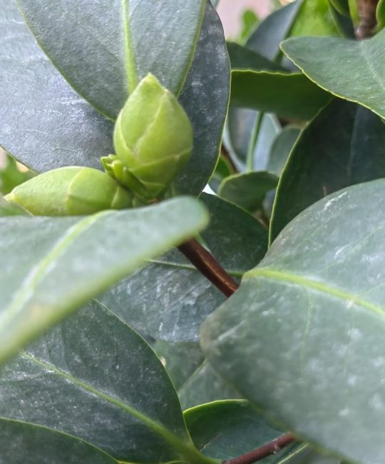山茶花叶子常绿却迟迟不开花？用对光、水、肥三步催出满树花苞