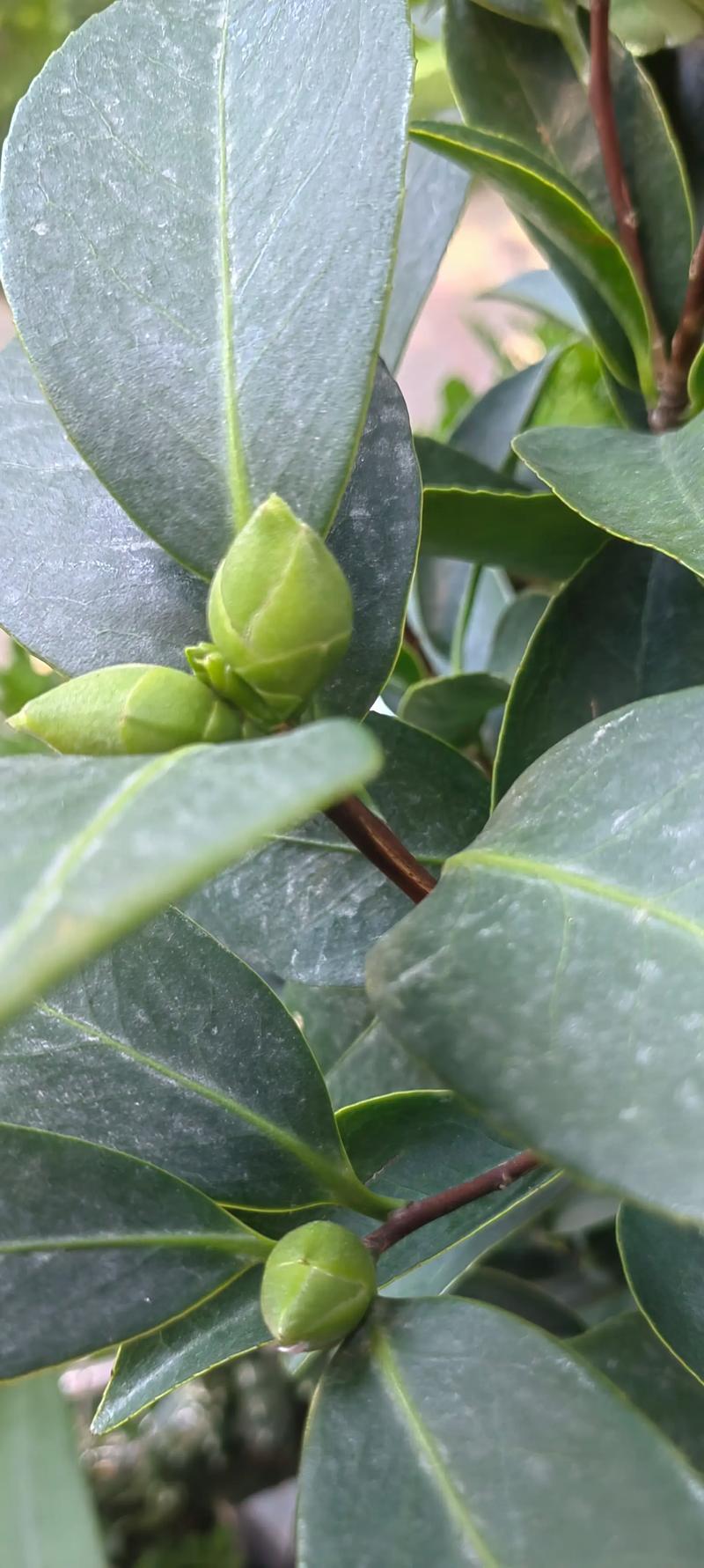 山茶花叶子常绿却迟迟不开花?用对光、水、肥三步催出满树花苞 叶子绿≠会开花,关键看三件事