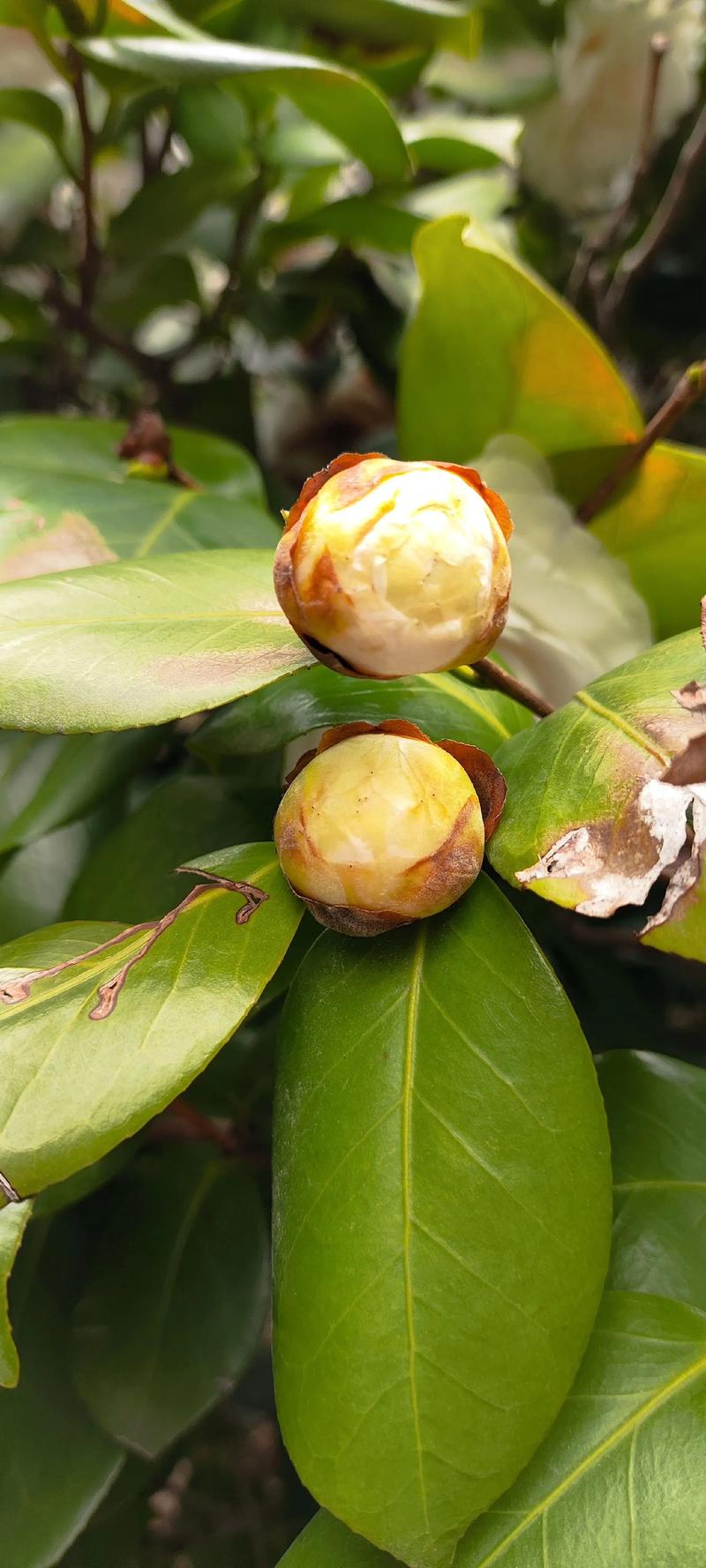 山茶花叶子常绿却迟迟不开花?用对光、水、肥三步催出满树花苞 光照与水肥精准方案:按季节调整,别让叶子“吃太饱”