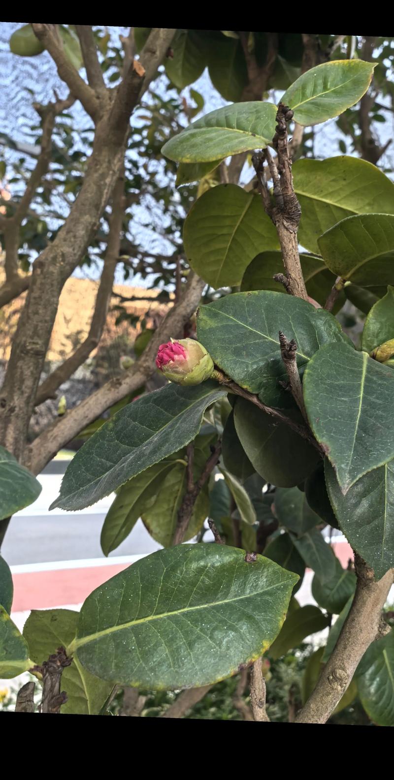 山茶花叶子常绿却迟迟不开花?用对光、水、肥三步催出满树花苞 品种基础档案:山茶花的核心参数