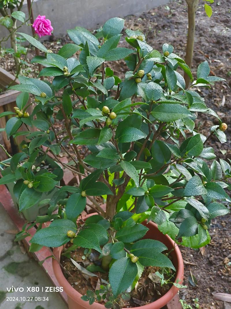 山茶花叶子常绿却迟迟不开花?用对光、水、肥三步催出满树花苞 盆栽/地栽选择决策:三个判断依据
