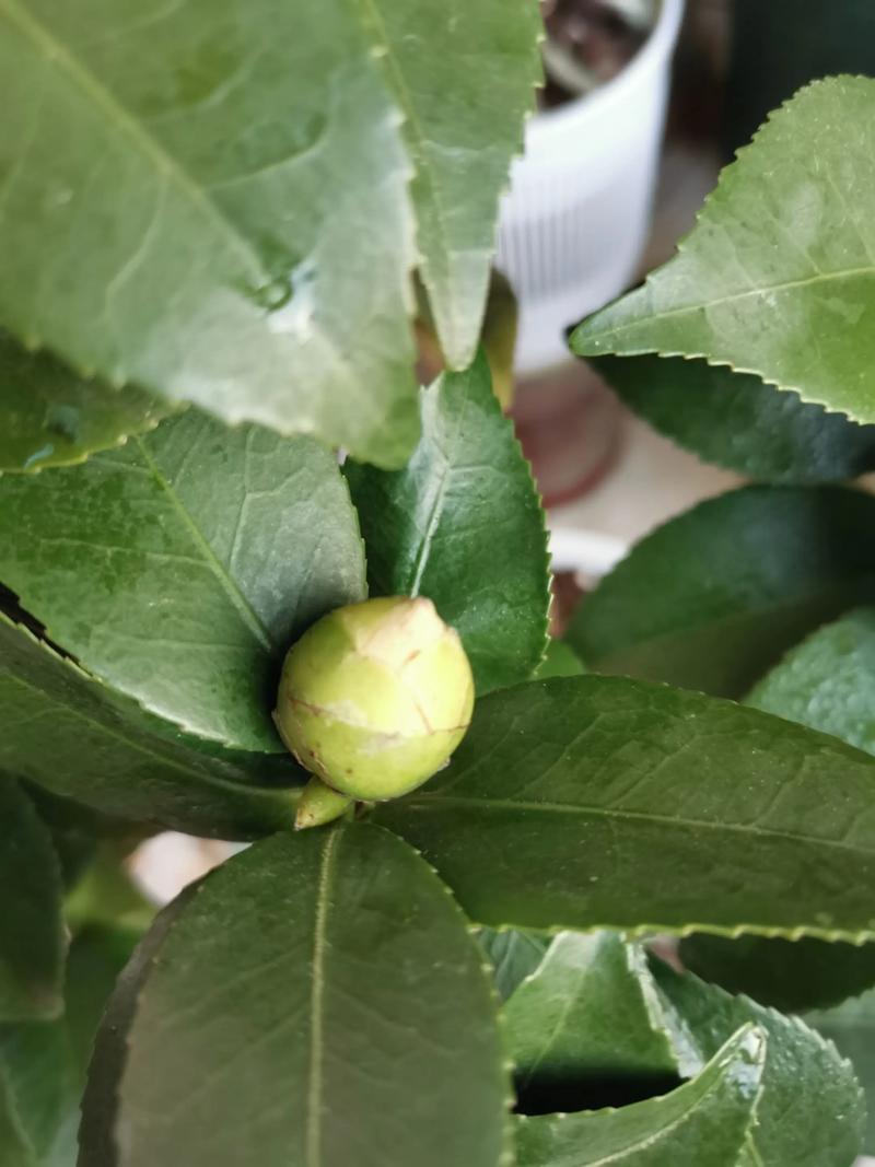 山茶花叶子常绿却迟迟不开花?用对光、水、肥三步催出满树花苞 修剪促花系统指导:轻剪为主,别把花苞剪没了