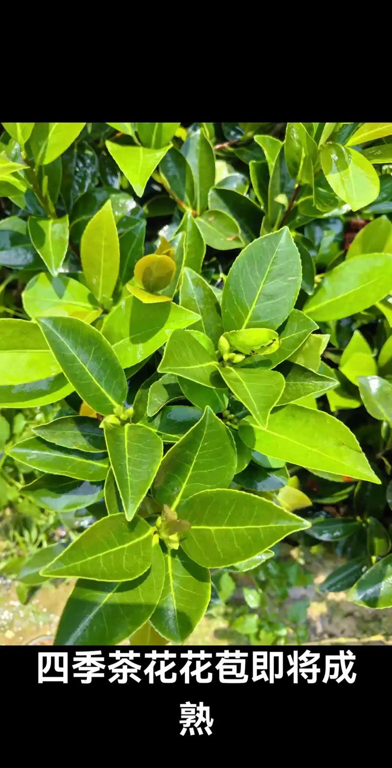 山茶花叶子常绿却迟迟不开花?用对光、水、肥三步催出满树花苞 常见误区与纠正