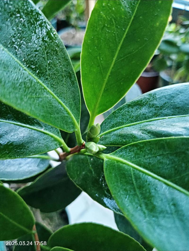 山茶花叶子常绿却迟迟不开花?用对光、水、肥三步催出满树花苞 越冬与越夏管理:分地域操作清单