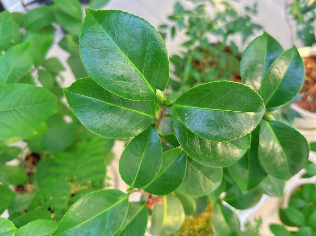 山茶花叶子常绿却迟迟不开花?用对光、水、肥三步催出满树花苞 总结:从“观叶”到“观花”的三个核心动作