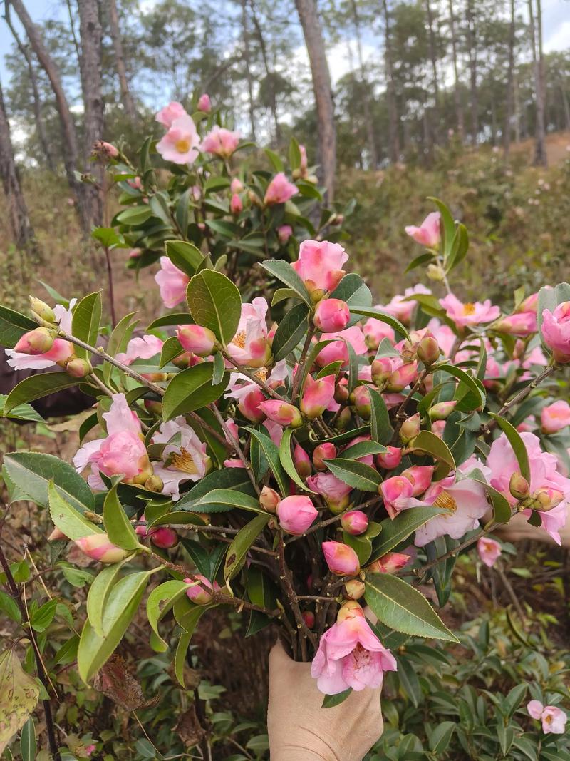 山茶花叶子常绿却迟迟不开花?用对光、水、肥三步催出满树花苞 FAQ