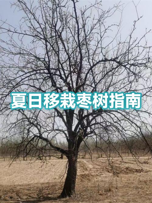 枣树夏天可以移栽吗?详解夏季移栽技术与注意事项 五、缓苗管理:遮阴保湿与防涝防病