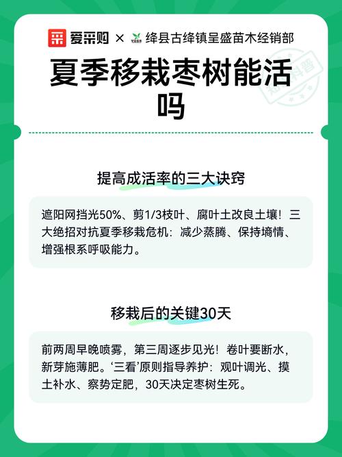 枣树夏天可以移栽吗?详解夏季移栽技术与注意事项 四、栽植深度与定根水