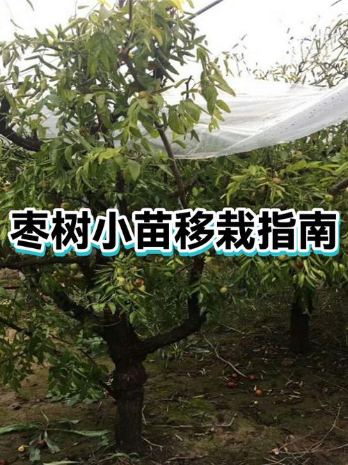 枣树夏天可以移栽吗?详解夏季移栽技术与注意事项 六、成活注意事项:问题诊断与补救