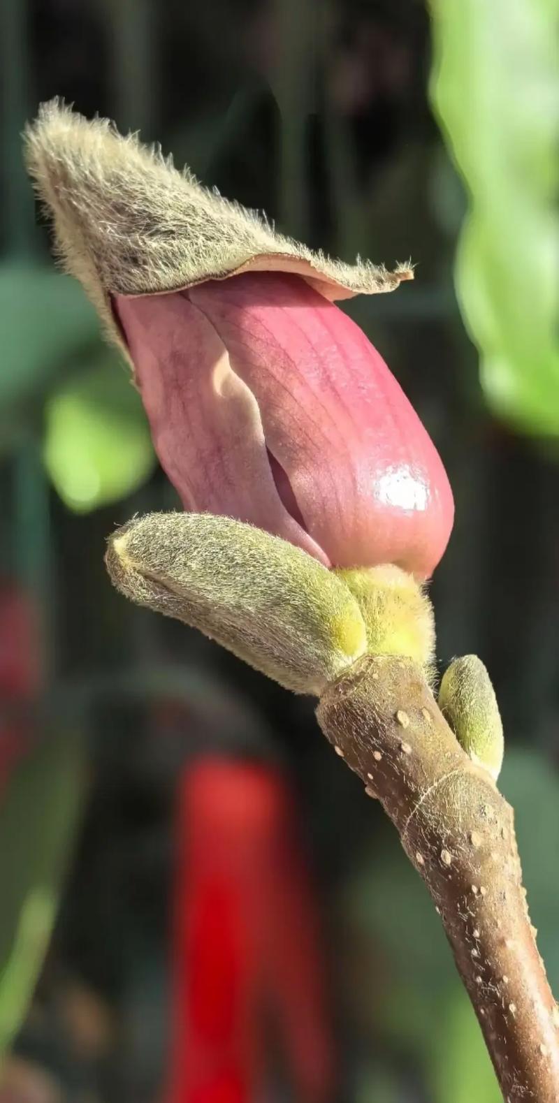 玉兰花苞能不能养到开花?修剪时机与水培温度是关键 总结