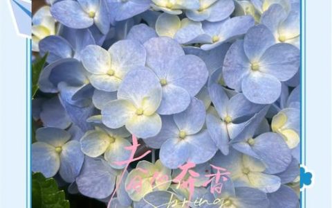 绣球花的花语和寓意：四季常开的花朵代表什么？