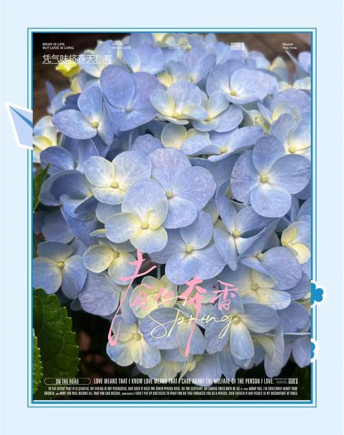 绣球花的花语和寓意：四季常开的花朵代表什么？