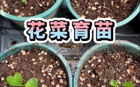 花菜什么时候育苗栽种？南方北方最佳时间及育苗管理全攻略