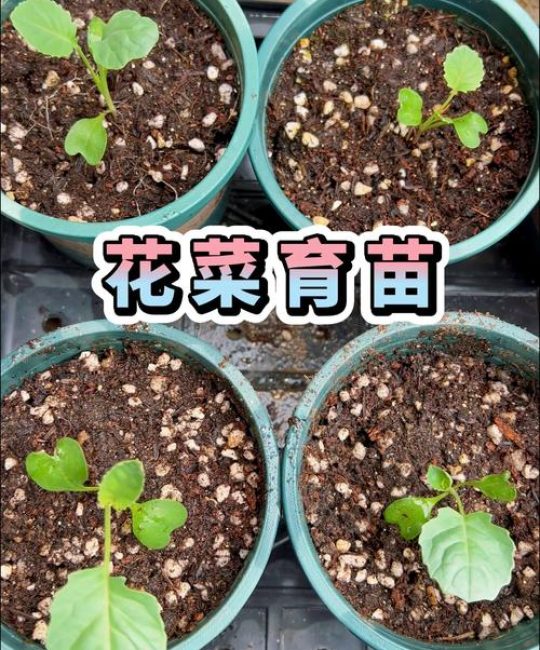 花菜什么时候育苗栽种？南方北方最佳时间及育苗管理全攻略