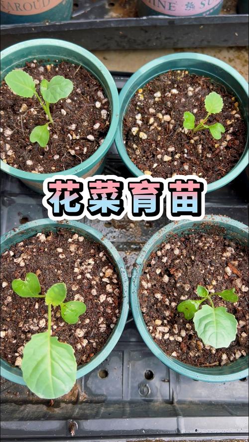 花菜什么时候育苗栽种?南方北方最佳时间及育苗管理全攻略 花菜什么时候育苗栽种?南方北方最佳时间及育苗管理全攻略