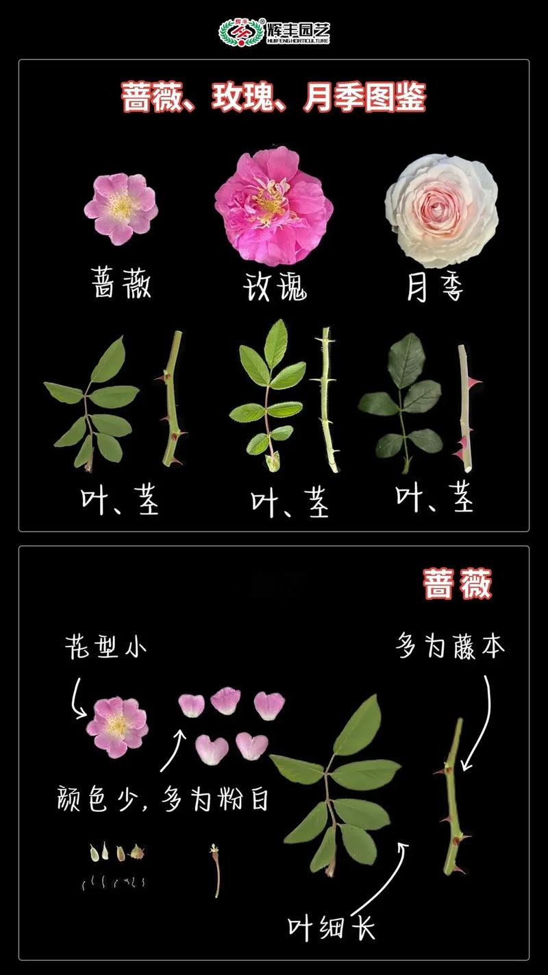 如何识别花卉?以月季为例,从5个细节精准判断品种 越冬与越夏管理:气候区分龄操作清单