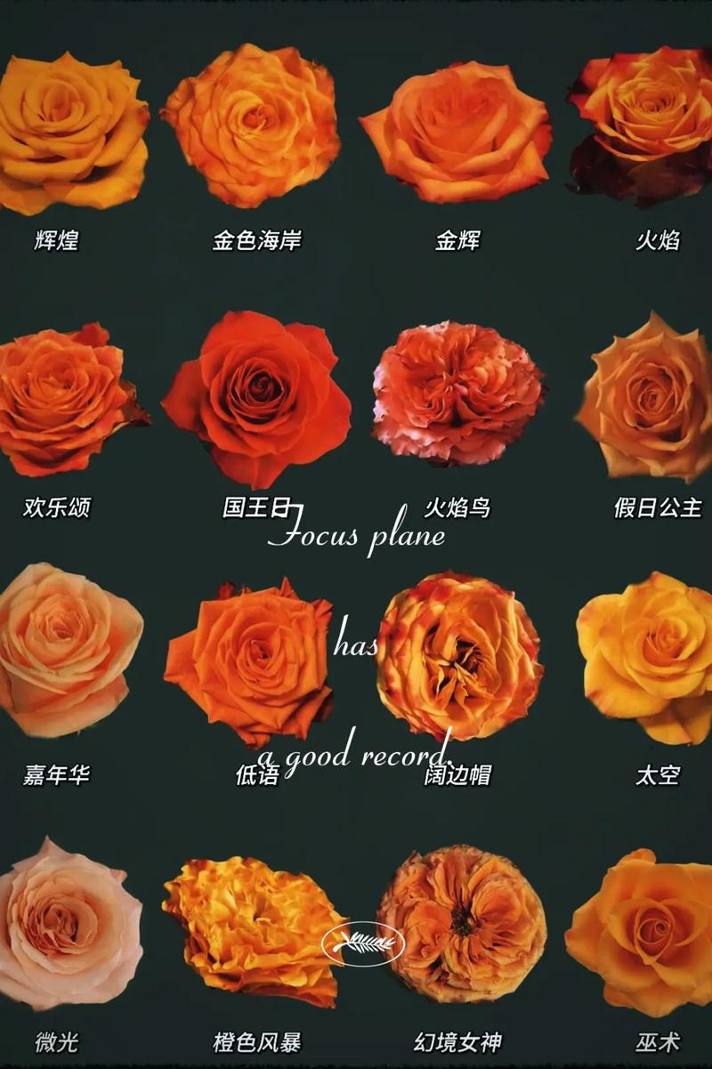 如何识别花卉?以月季为例,从5个细节精准判断品种 常见问题(FAQ)