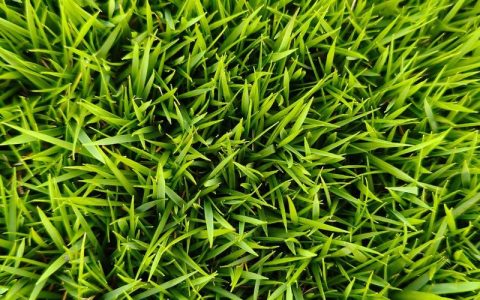 马尼拉草皮价格多少钱？2025年最新单价参考