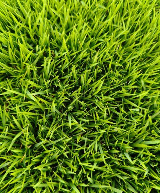 马尼拉草皮价格多少钱？2025年最新单价参考