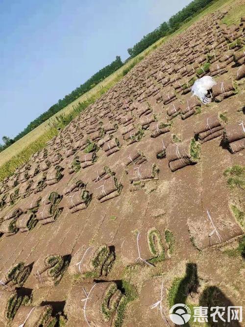 马尼拉草皮价格多少钱?2025年最新单价参考 综合价格参考表格