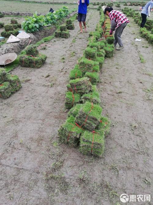 马尼拉草皮价格多少钱?2025年最新单价参考 咨询指南