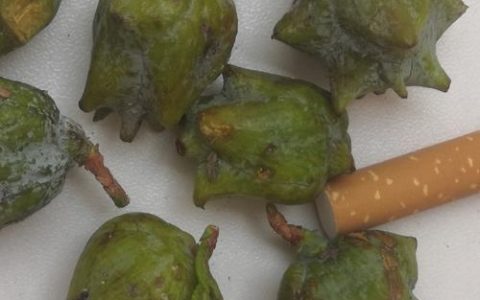 柏树种子的作用与功效：止血止汗的药食同源之选