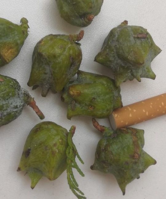 柏树种子的作用与功效：止血止汗的药食同源之选