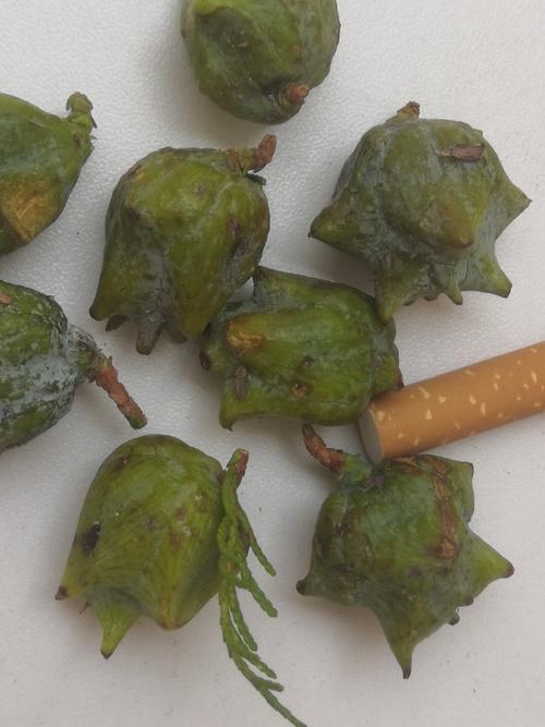 柏树种子的作用与功效：止血止汗的药食同源之选
