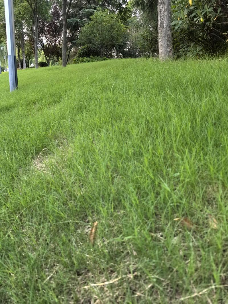 小区草坪建植操作步骤