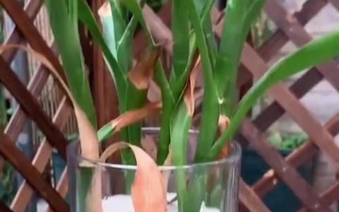 如何去除水培植物中的绿藻？5种有效方法（附浓度与操作步骤）