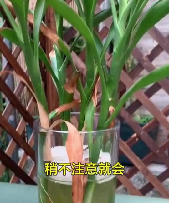 如何去除水培植物中的绿藻？5种有效方法（附浓度与操作步骤）