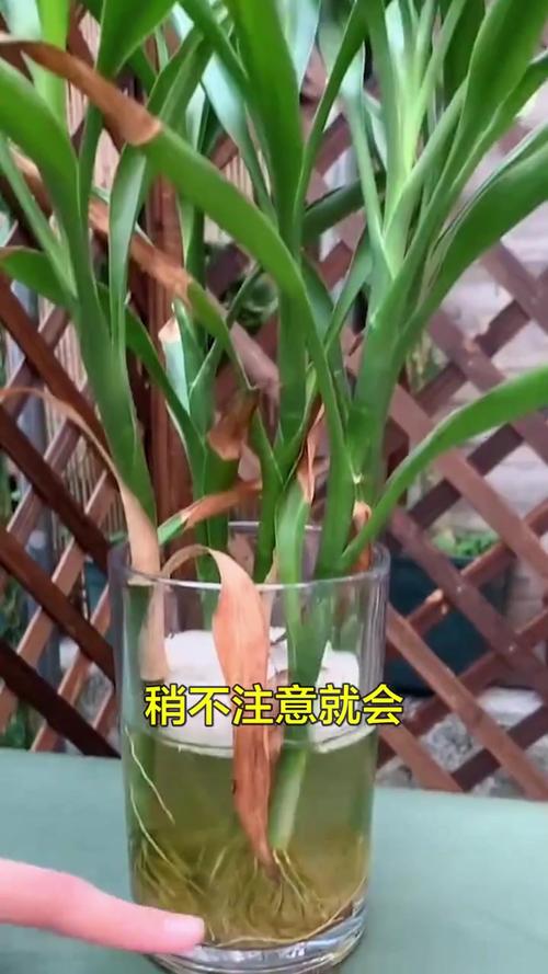 如何去除水培植物中的绿藻?5种有效方法(附浓度与操作步骤) 绿藻出现的判断标准与原因对照