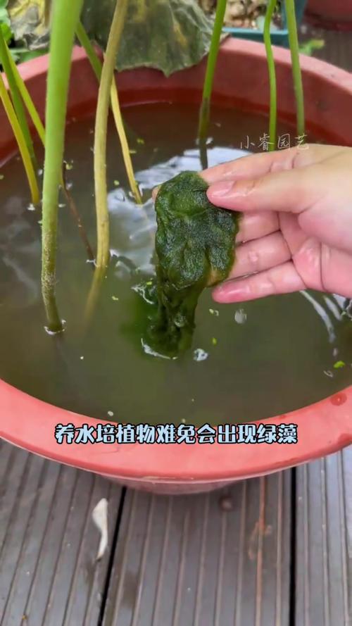 如何去除水培植物中的绿藻?5种有效方法(附浓度与操作步骤) 附加建议:预防绿藻复发的养护规范
