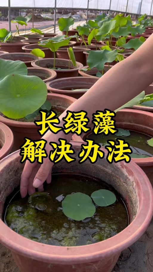如何去除水培植物中的绿藻?5种有效方法(附浓度与操作步骤) FAQ:关于水培绿藻的常见问题