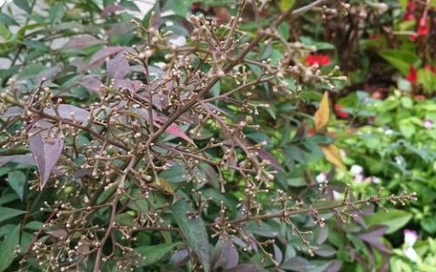 南天竹开花预兆好吗？花期果期全解析
