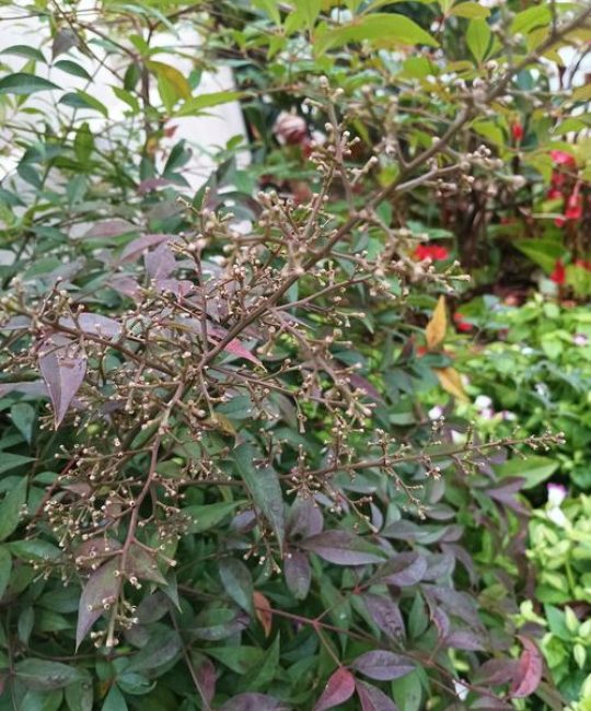 南天竹开花预兆好吗？花期果期全解析