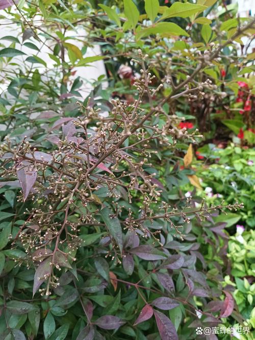 南天竹开花预兆好吗?花期果期全解析 南天竹开花预兆好吗?花期果期全解析