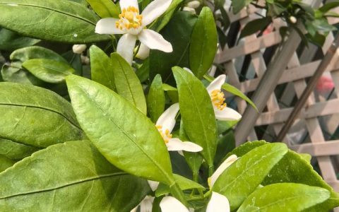 桔子树开花时怎样施肥保果？科学施肥指南与注意事项