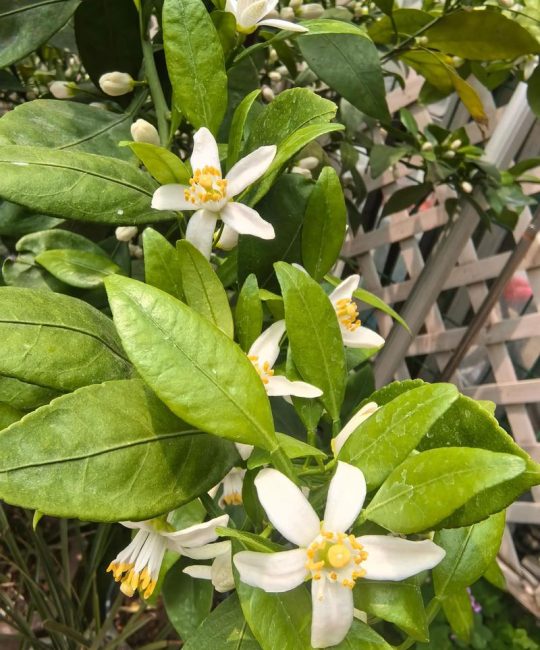 桔子树开花时怎样施肥保果？科学施肥指南与注意事项