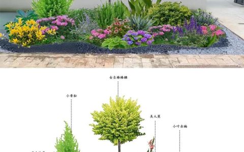 松木与香杉木在园艺中的应用对比：哪种更适合你的花园？