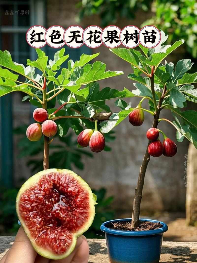 无花果种植季节与果苗选购全攻略 无花果修剪与施肥方案