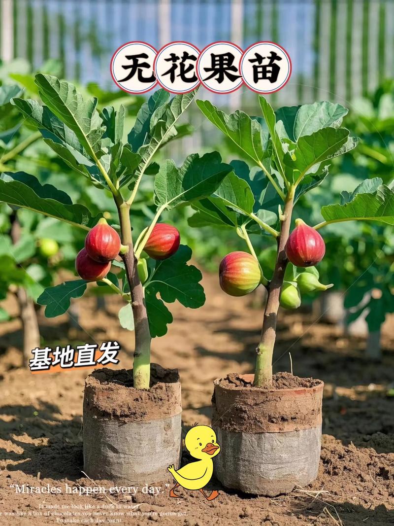 无花果种植季节与果苗选购全攻略 无花果果苗采购质量判断标准